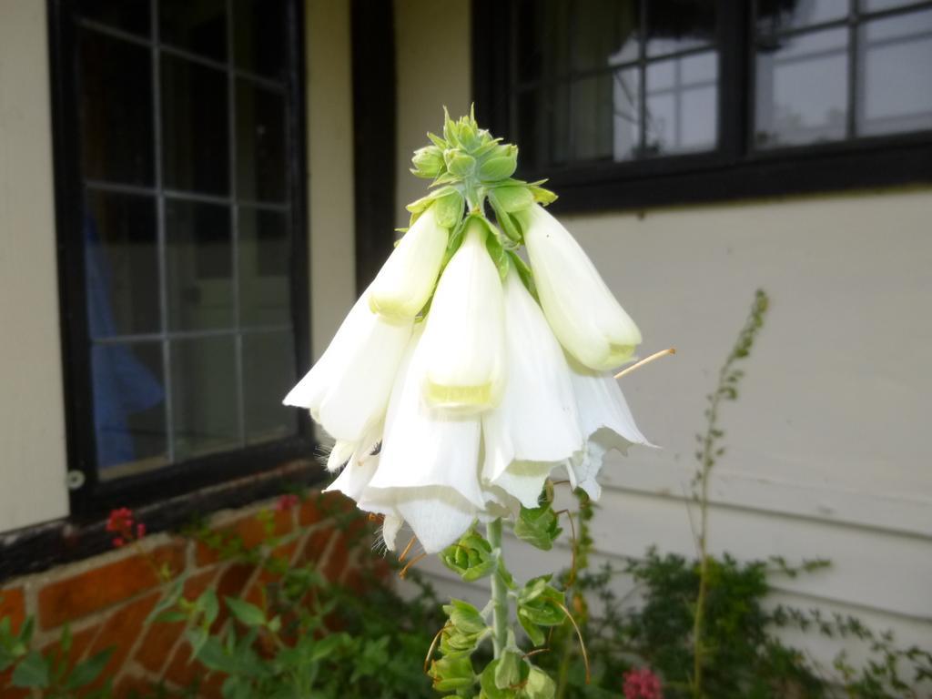 Church Hall Farm Bed And Breakfast Broxted Habitación foto